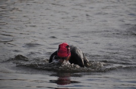 Nessy of Lake Phalen is surfacing ... Photo: Craig Peterson